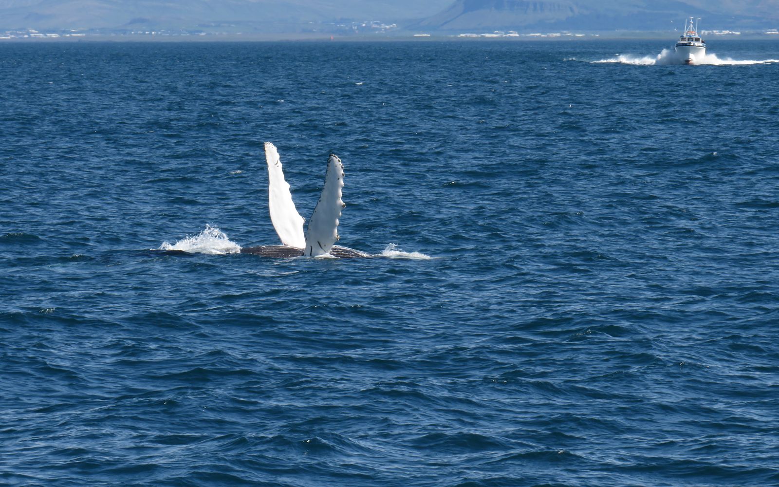 Whale watching tours