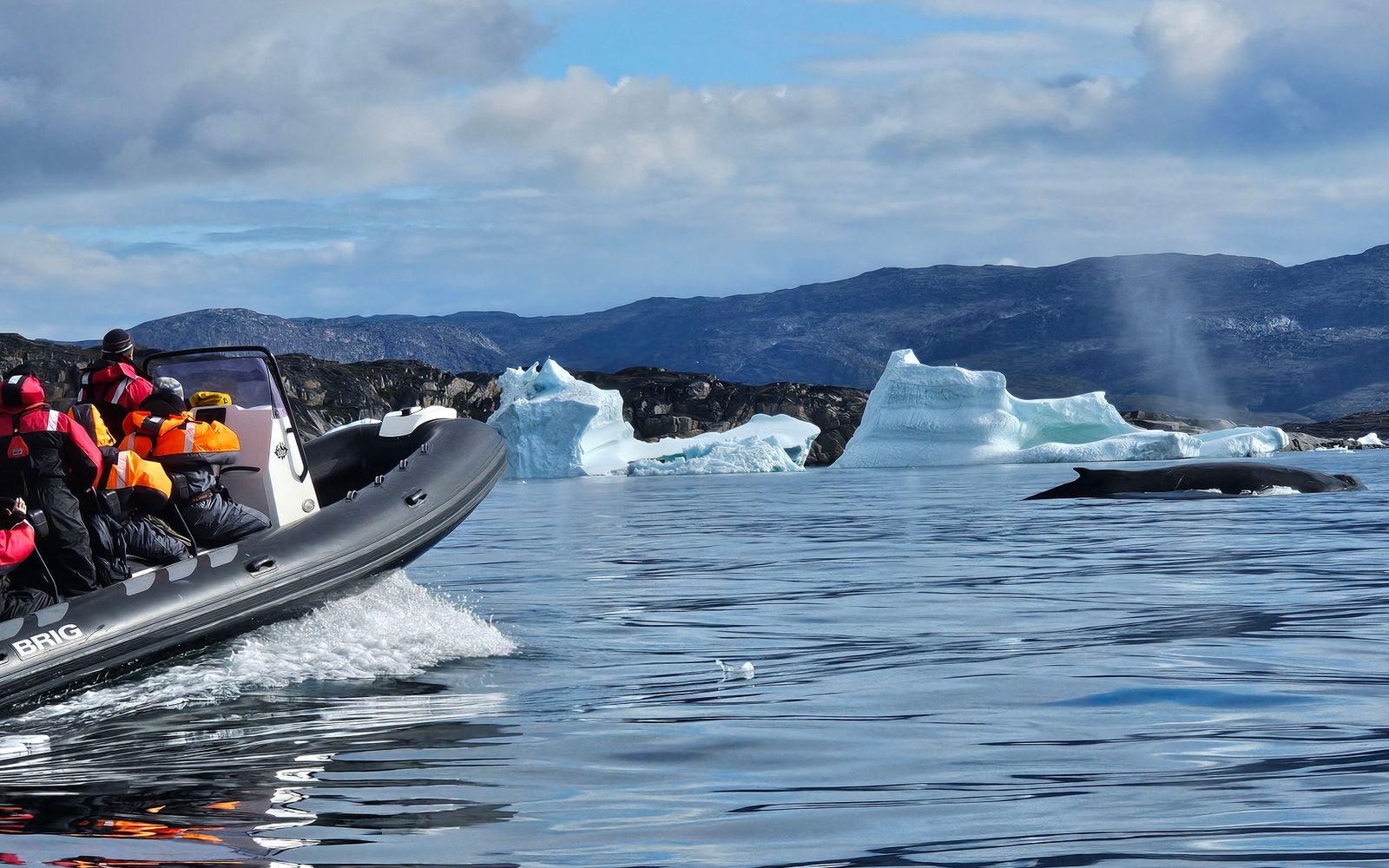 Whale watching